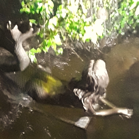 Meet your Posher, Stephanie - Picture 1 of 1